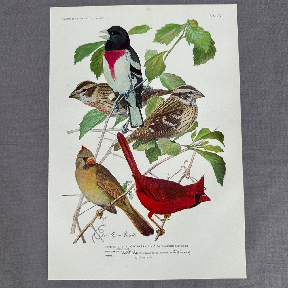 1936 Louis Fuertes Cardinal Rose Breasted Grosbeak Bird Plate Vintage Art Print